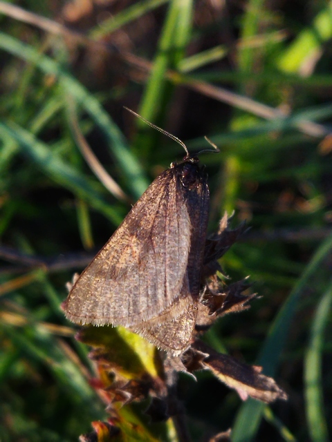 Lignyoptera fumidaria - füstös ősziaraszoló