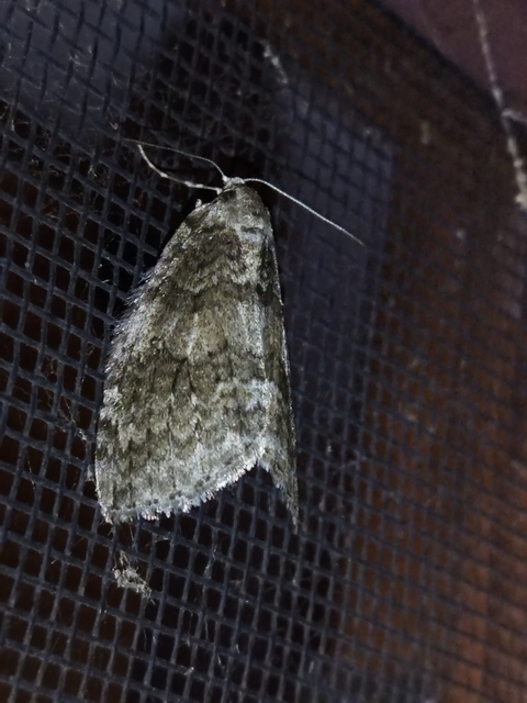 Epirrita christyi/dilutata
