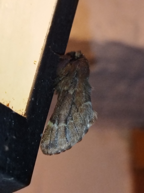 Ptilophora plumigera - tollas púposszövő