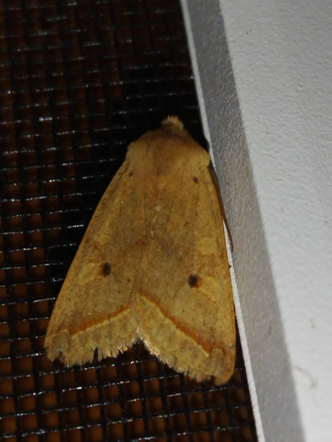 Leptologia macilenta - gyertyán-őszibagoly