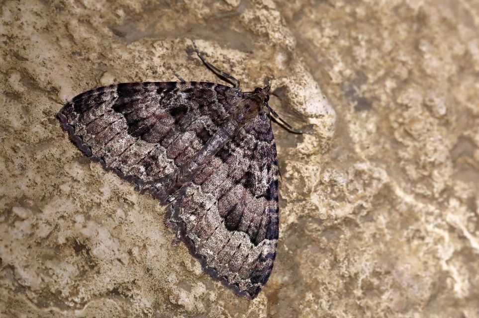 Triphosa dubitata - kutyabenge-araszoló