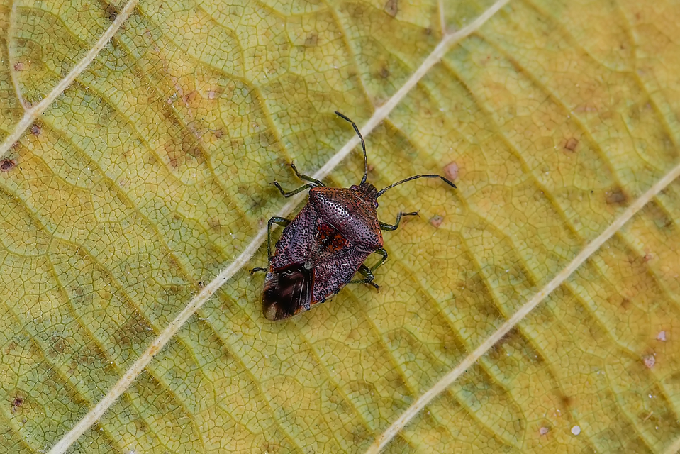 Acanthosomatidae - dajkapoloskák Acanthosomatidae - dajkapoloskák