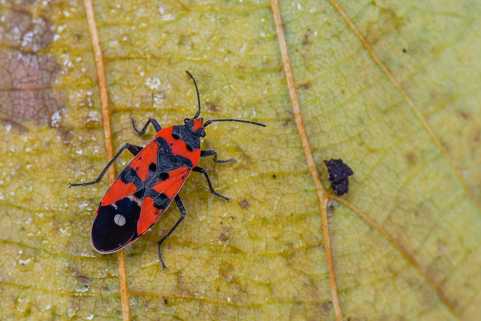 Lygaeus equestris/simulans
