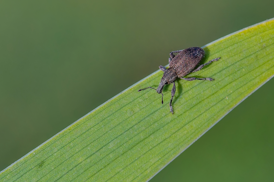 Graptus