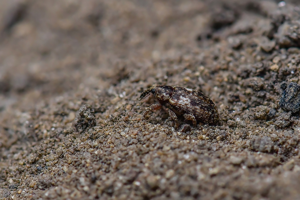 Dorytomus ictor - szegélyes hangormányos