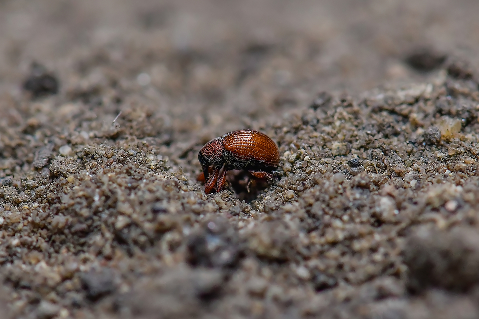 Anthonomus phyllocola - fenyőbarkarontó ormányos Anthonomus phyllocola - fenyőbarkarontó ormányos