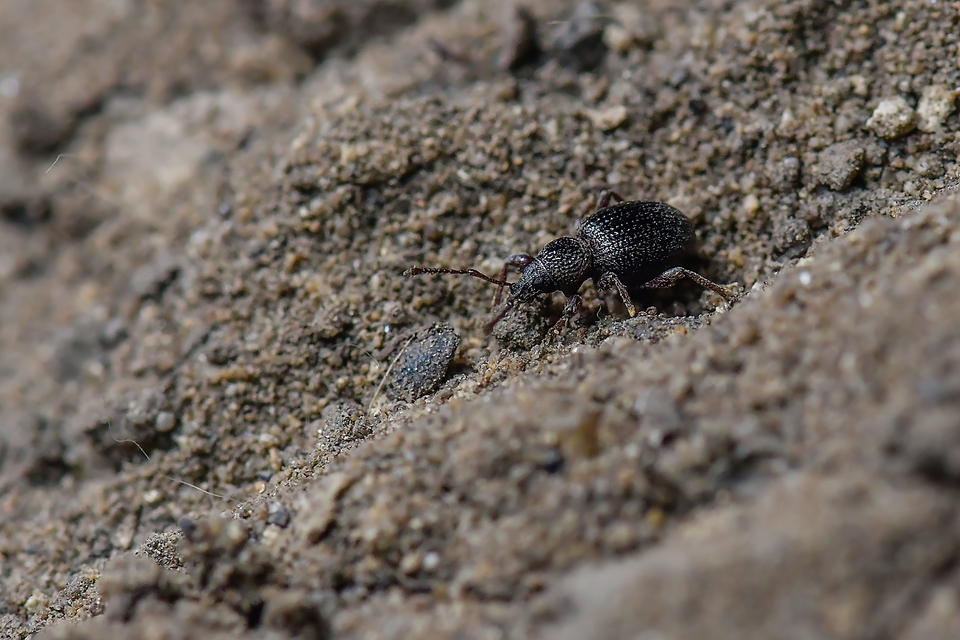 Otiorhynchus ovatus - apró gyalogormányos