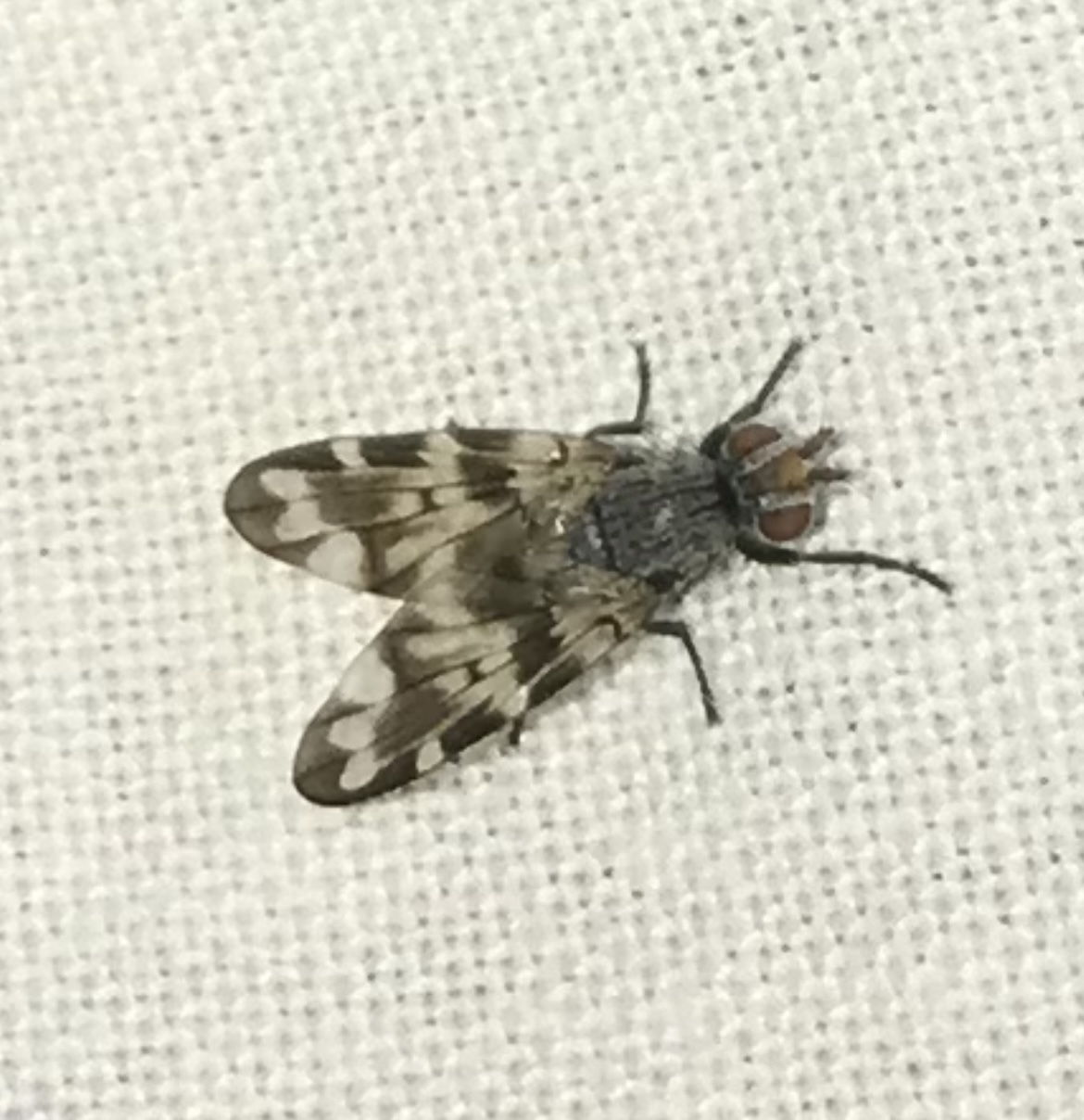 Otites centralis