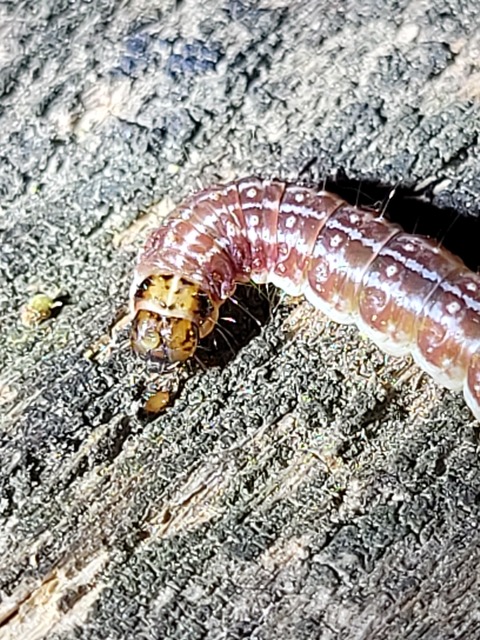 Tortricodes alternella - tavaszi sodrómoly