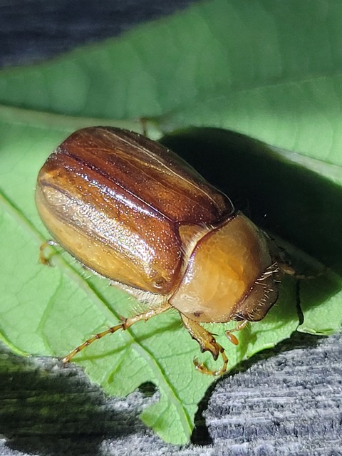 Rhizotrogus aestivus - tavaszvégi cserebogár