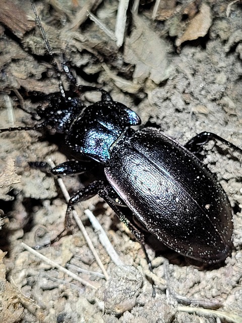 Carabus nemoralis - ligeti futrinka