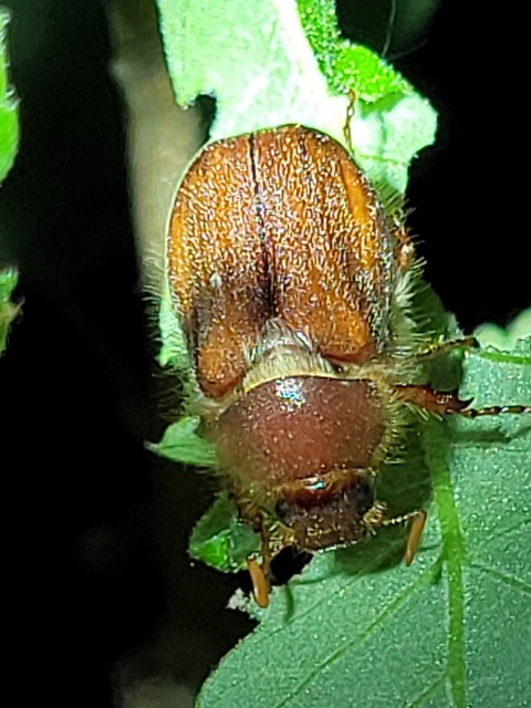 Amphimallon assimile - kis sárgacserebogár