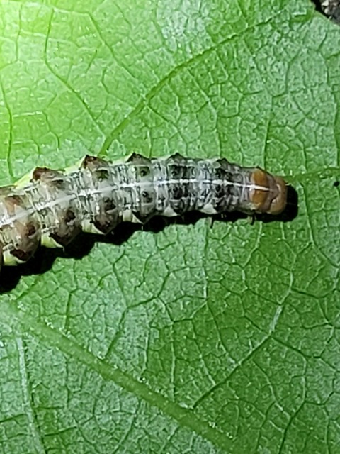 Rileyiana fovea - zörgőbagoly