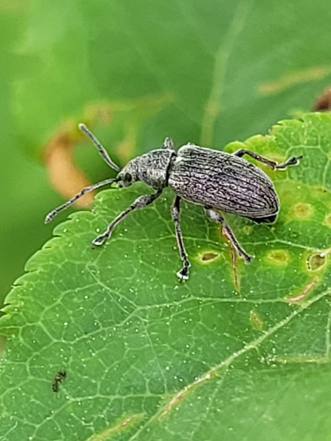 Phyllobius pyri - gyümölcsfa-levélormányos