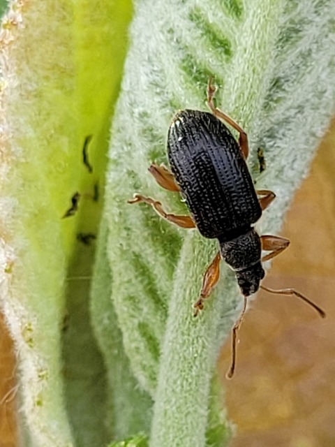 Phyllobius oblongus - közönséges levélormányos