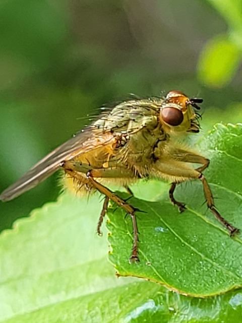 Scathophaga stercoraria - közönséges trágyalégy