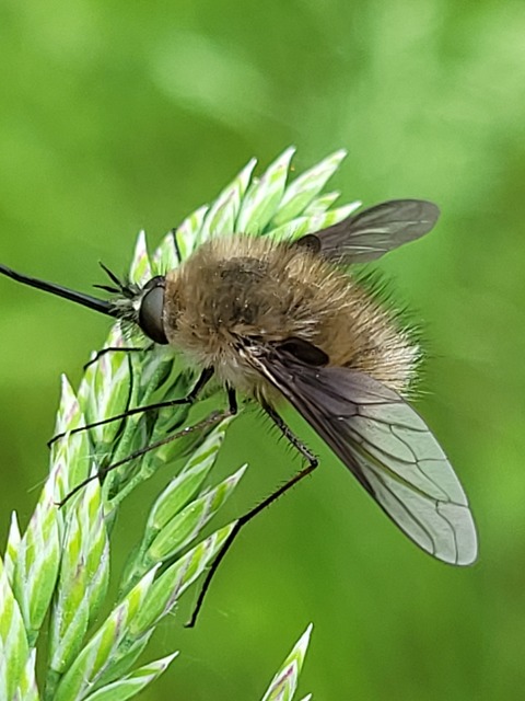 Bombylius cinerascens