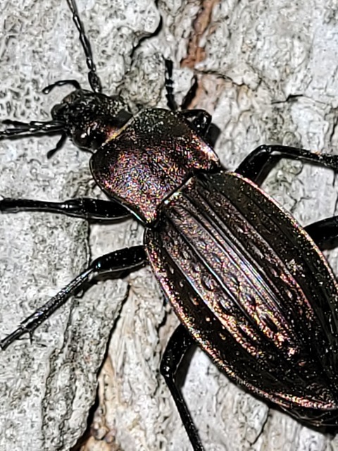 Carabus cancellatus - ragyás futrinka
