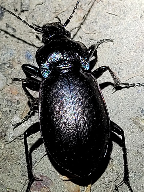 Carabus nemoralis - ligeti futrinka