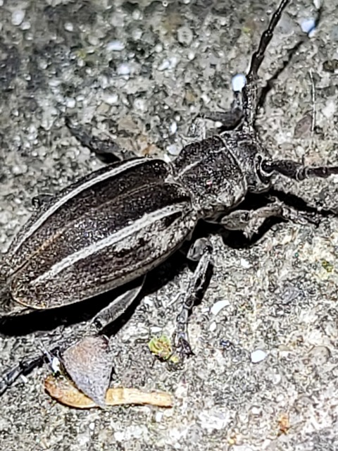 Neodorcadion bilineatum - kétsávos földicincér