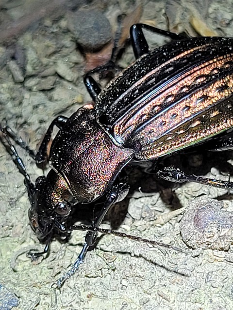 Carabus cancellatus - ragyás futrinka