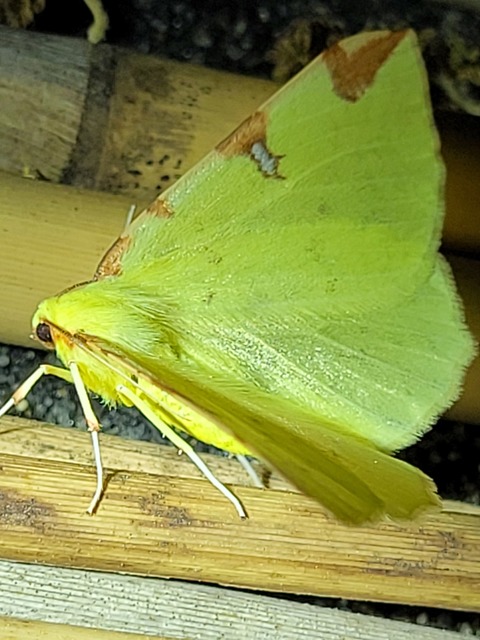 Opisthograptis luteolata - citromsárga araszoló