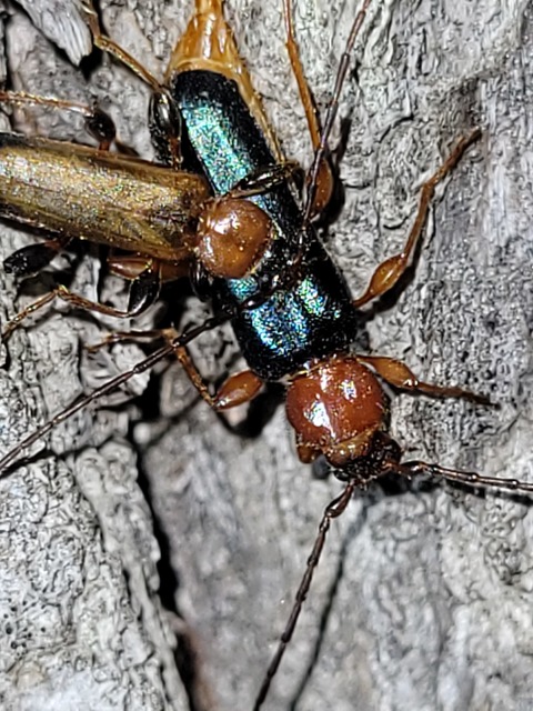 Phymatodes testaceus - változékony korongcincér