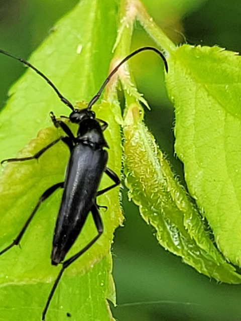 Stenurella nigra - fekete karcsúcincér