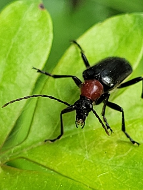 Dinoptera collaris - vörösnyakú virágcincér