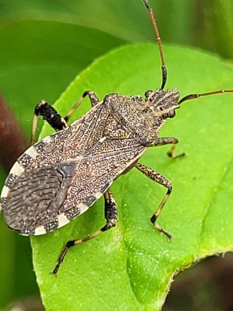 Ceraleptus gracilicornis - tüskéslábú karimáspoloska