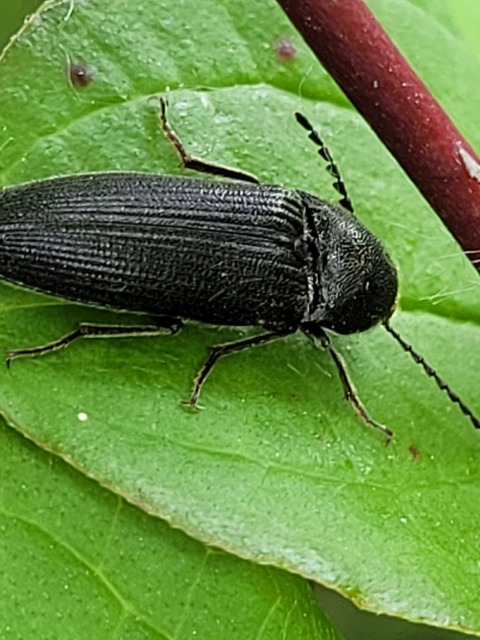 Melanotus
