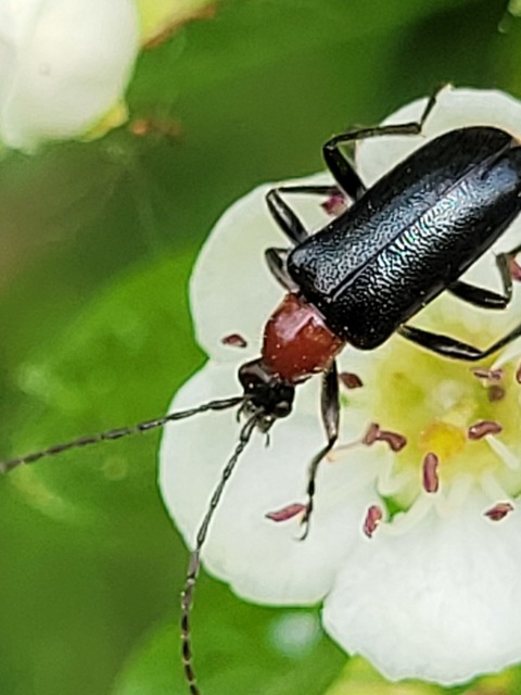 Dinoptera collaris - vörösnyakú virágcincér