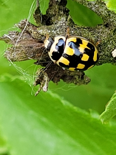 Propylea quatuordecimpunctata - tizennégypettyes füsskata