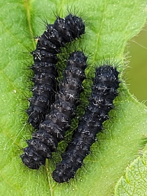 Saturnia pavoniella/pavonia