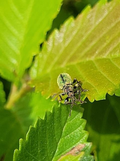 Phyllobius betulinus - változékony levélormányos