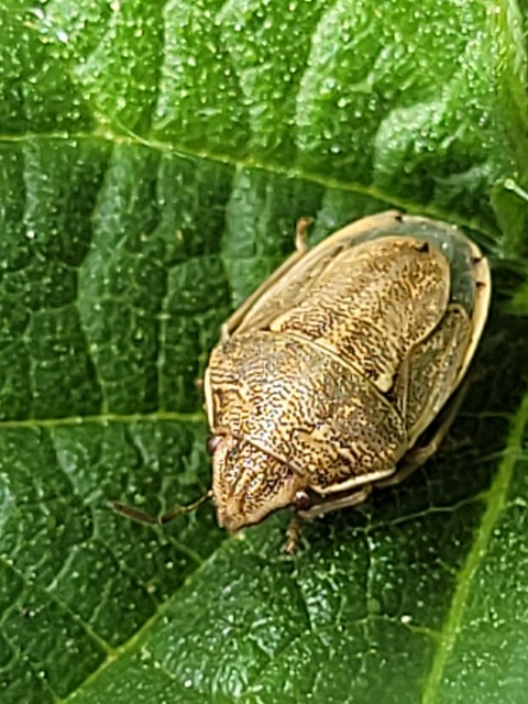 Neottiglossa leporina - sárgahasú címerespoloska Neottiglossa leporina - sárgahasú címerespoloska