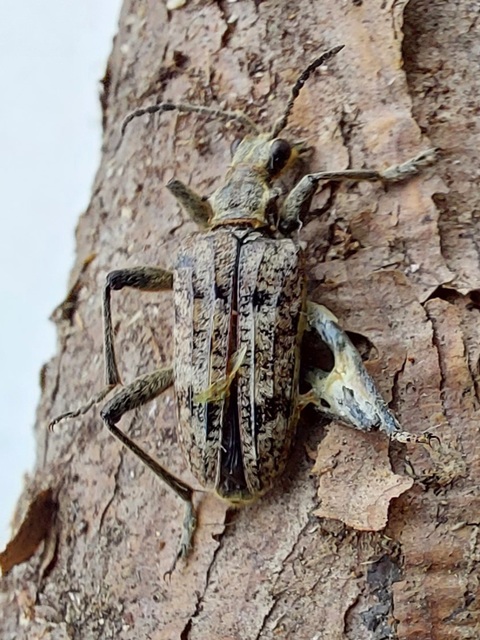 Rhagium inquisitor - fenyves-tövisescincér