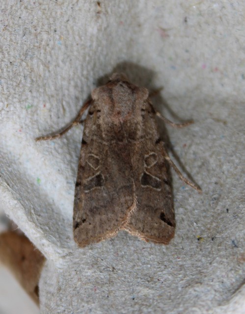 Anchoscelis litura - tarka őszibagoly