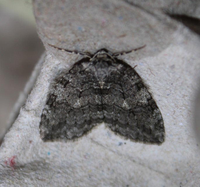 Epirrita christyi/dilutata