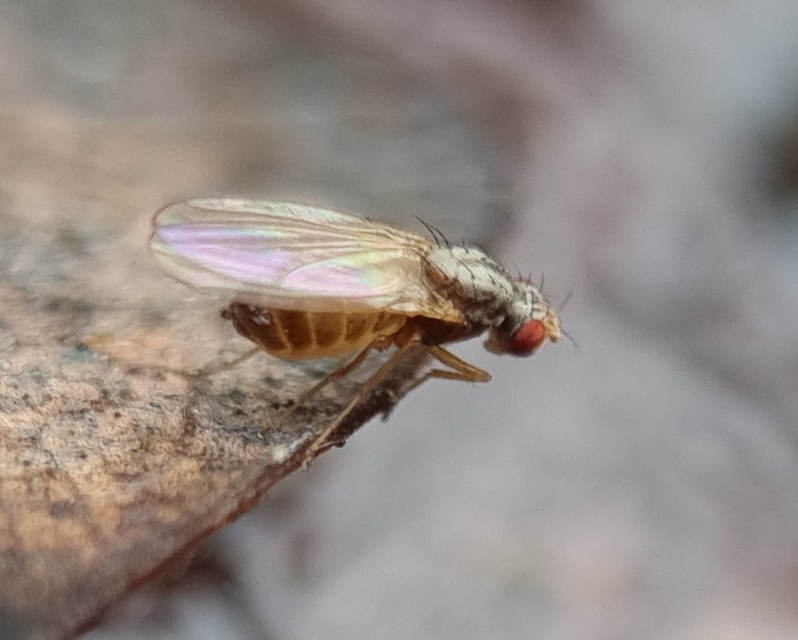 Scaptomyza