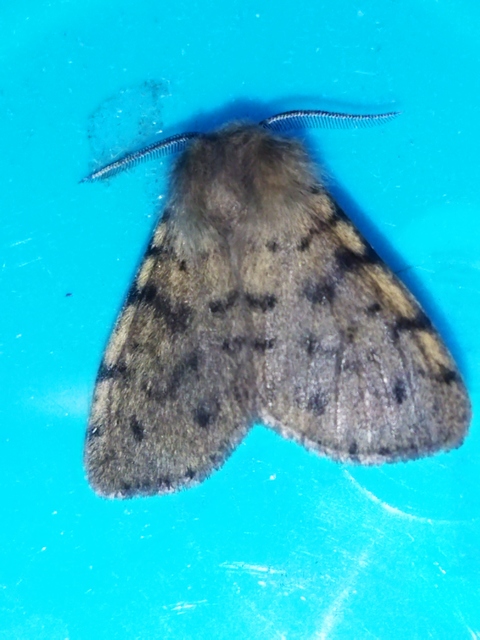 Diaphora luctuosa - gyászos medvelepke