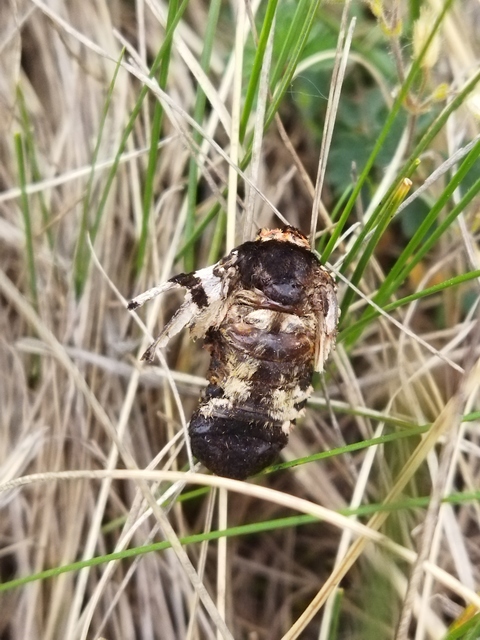 Arctia festiva - díszes medvelepke