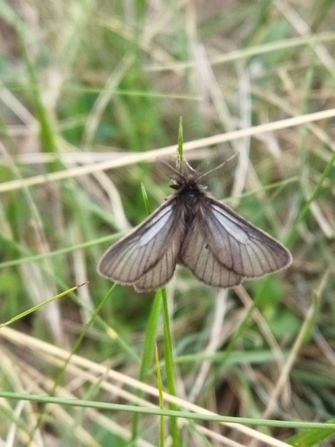 Pentophera morio - réti gyapjaslepke