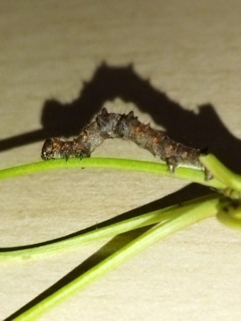 Apocheima pilosaria - zöldes tavasziaraszoló