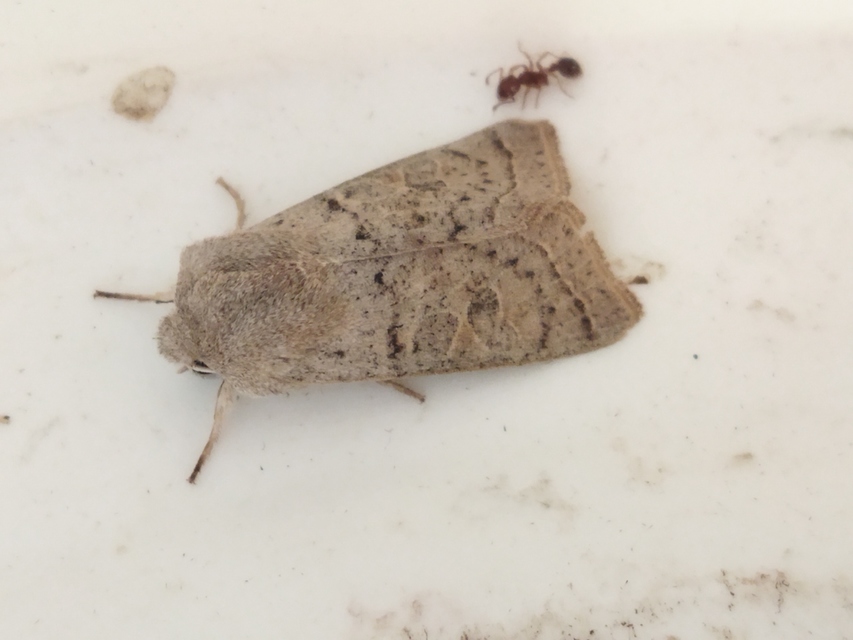 Orthosia gracilis - karcsú barkabagoly