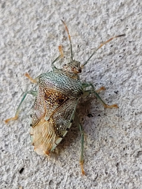 Elasmucha Elasmucha