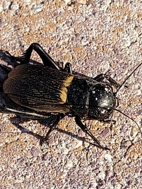 Gryllus campestris - mezei tücsök