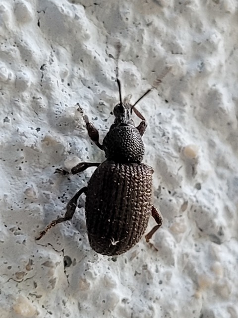 Otiorhynchus rugosostriatus - szamóca-gyalogormányos