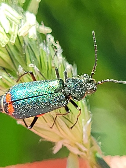 Malachius bipustulatus - kétfoltos bibircsesbogár
