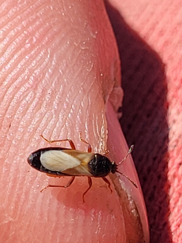 Dimorphopterus blissoides - keleti karcsúbodobács